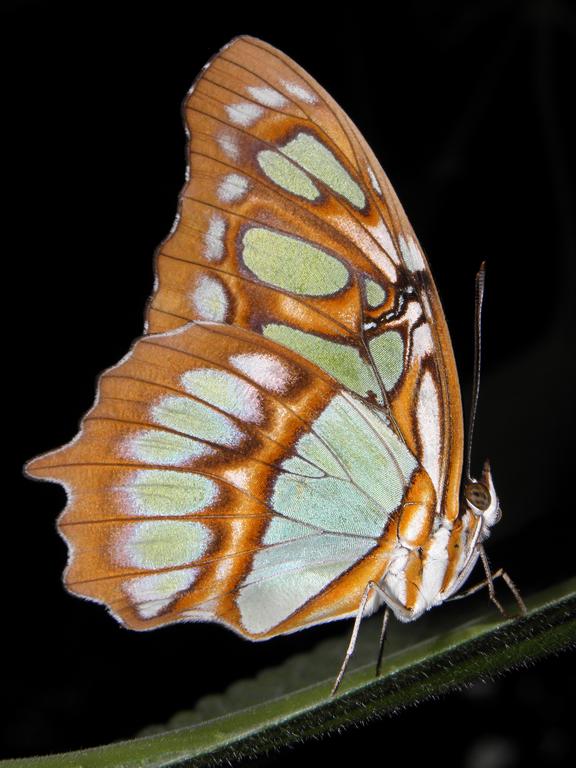 Malachite (Siproeta stelenes) butterfly at Magic Wings Butterfly Conservatory in Massachusetts