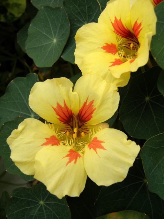 Peach Melba Nasturtium (Tropaeolum majus 'Peach Melba') at Ogunquit Beach in Maine