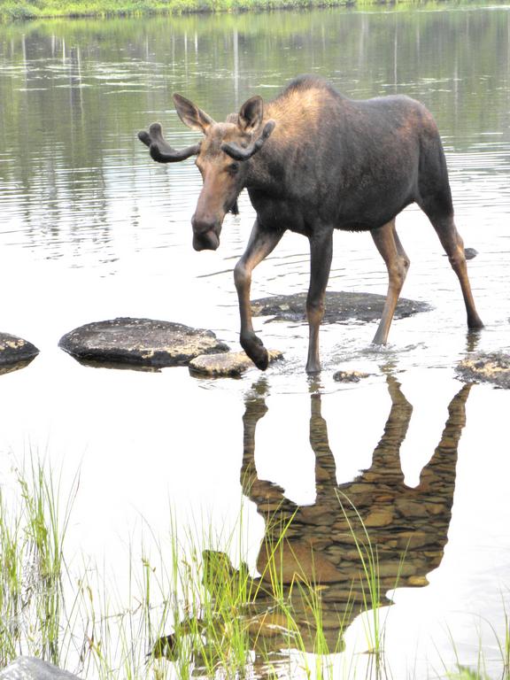 moose at Sandy Stream Pond on the way to South Turner Mountain at Baxter State Park in Maine