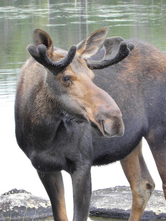 moose at Sandy Stream Pond on the way to South Turner Mountain at Baxter State Park in Maine