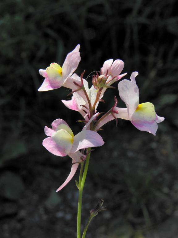 Moroccan Toadflax (Linaria moroccana) on Islesboro Island in Maine