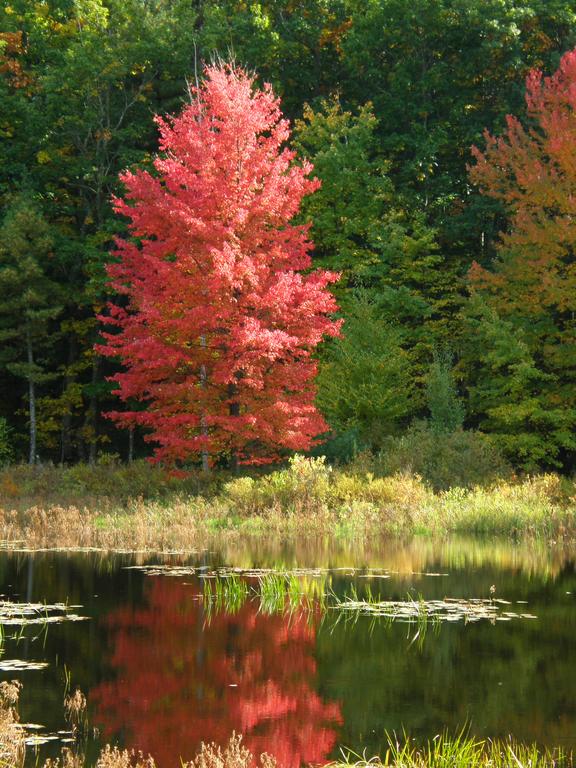 on-fire fall foliage on South Pawtuckaway Mountain in New Hampshire