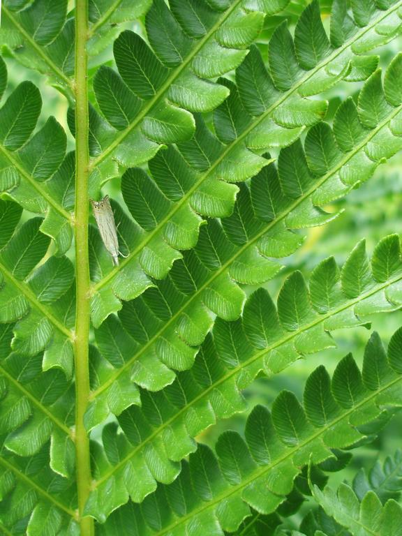 Ostrich Fern (Matteuccia struthiopteris) at Dublin Lake in New Hampshire