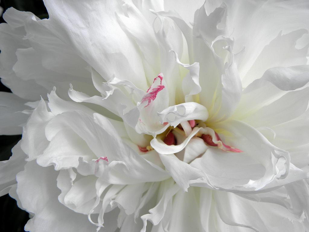 Garden Peony (Paeonia x hybrid) at Manchester in New Hampshire