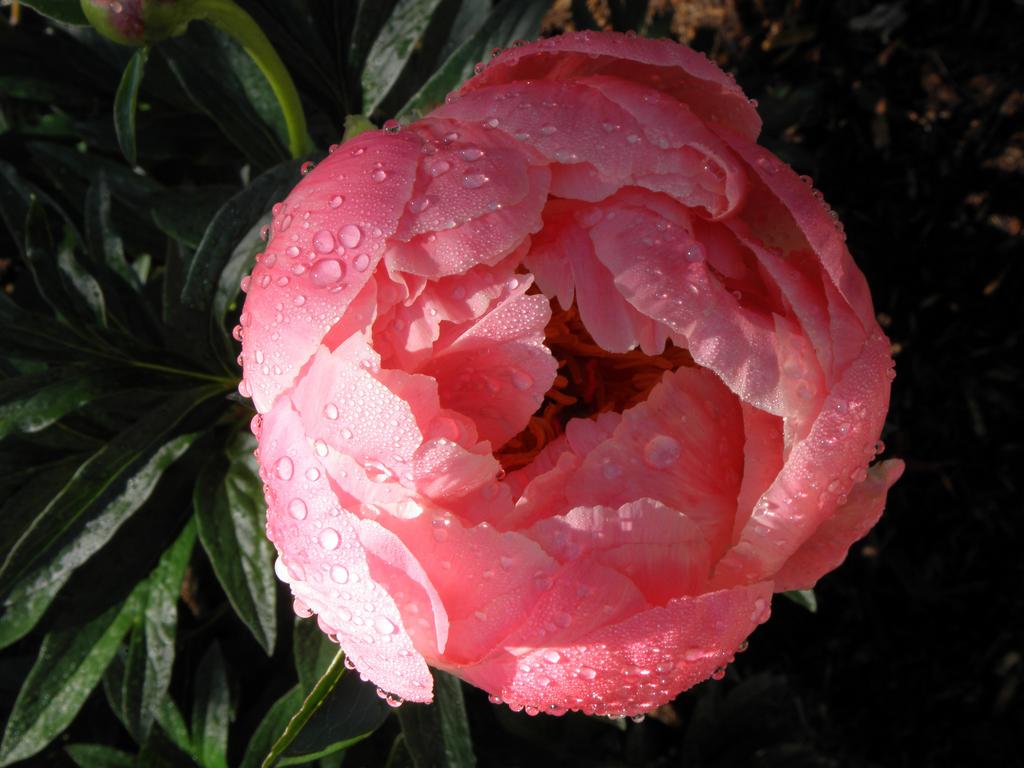 Hybrid Peony (Paeonia x hybrid) at Lebanon in New Hampshire