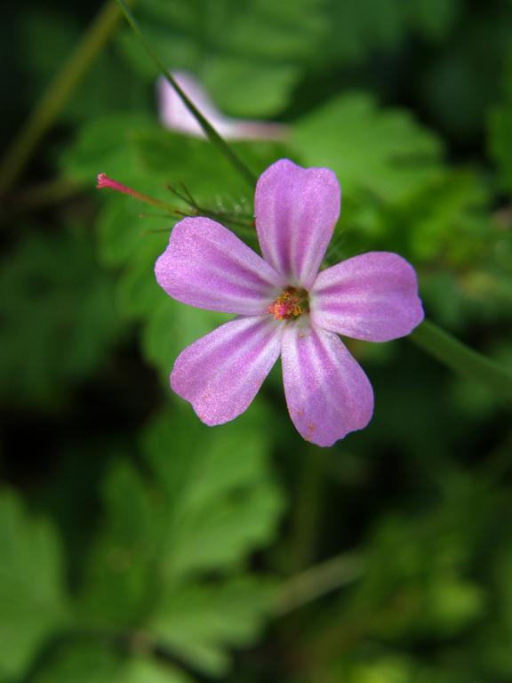 Herb Robert (Geranium robertianum) on Islesboro Island in Maine