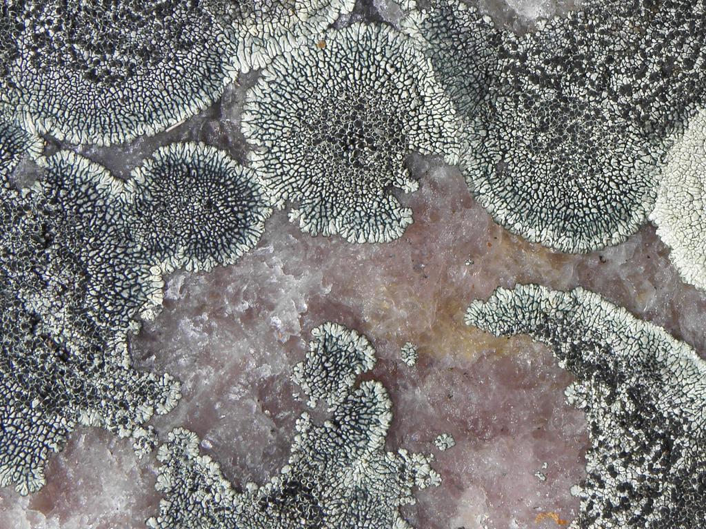 lichen-encrusted rose quartz on Ragged Mountain in New Hampshire