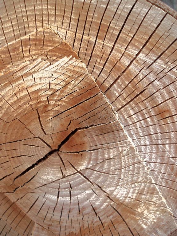 log cross-section abstract on Mount Pemigewasset in New Hampshire