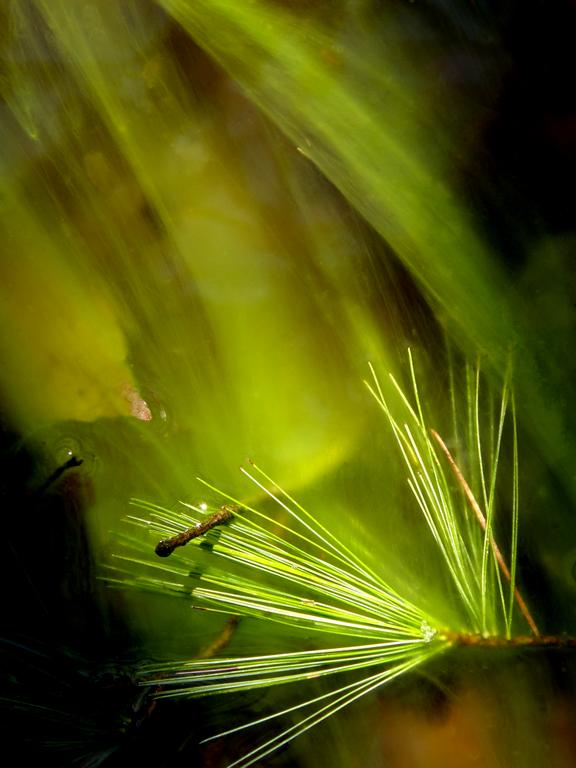 abstract image of pond slime at Great Bay National Wildlife Refuge in New Hampshire