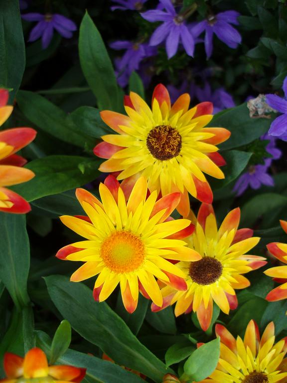 Strawflower (Bracteantha bracteata) at Ogunquit Beach in Maine