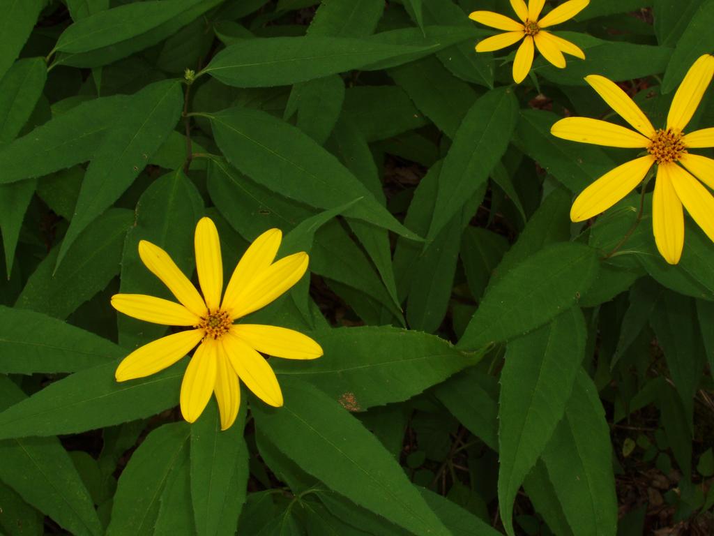 Woodland Sunflower (Helianthus divaricatus) on Bald Knob mountain in New Hampshire