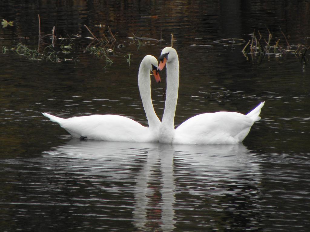 Mute Swan (Cygnus olor) pair at Nashua Riverwalk in New Hampshire