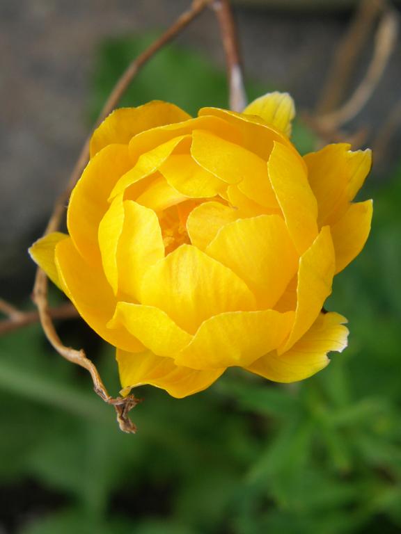 Globe Flower (Trollius x cultorum 'Orange Princess') at Long Beach in Massachusetts