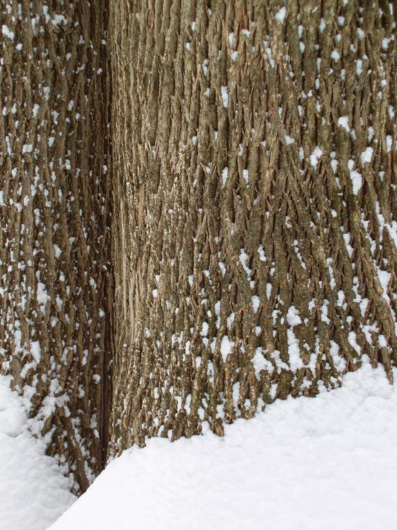 White Ash (Fraxinus americana) tree trunks in snow on Oak Hill in New Hampshire