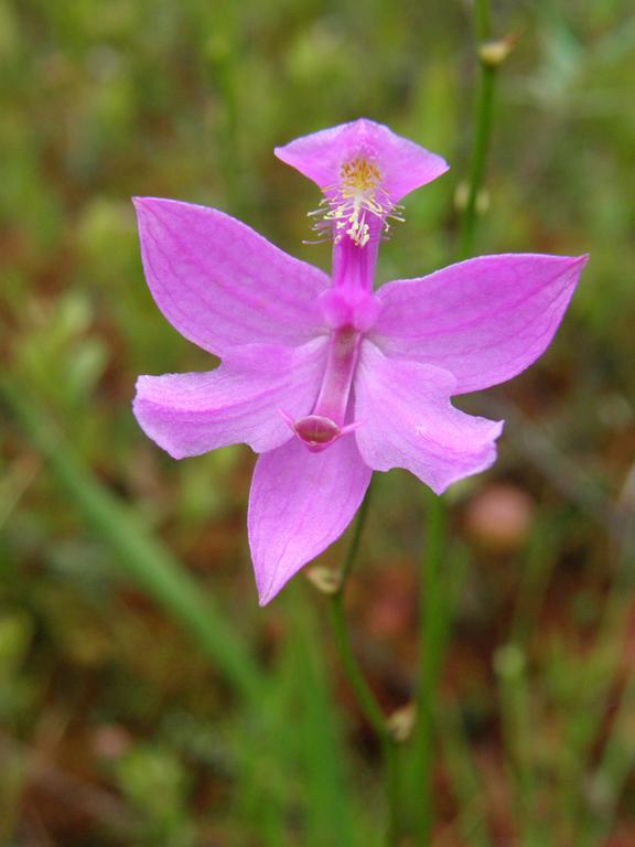 Grass Pink (Calopogon tuberosus) at Ponemah Bog in New Hampshire