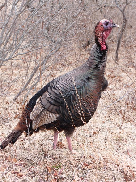 Wild Turkey (Meleagris gallopavo) at Plum Island in Massachusetts