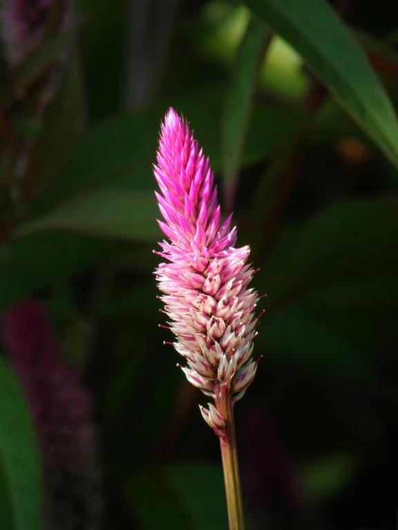 Wheatstraw Celosia (Celosia argentea var. spicata 'Purple Flamingo') at Portsmouth Waterfront in New Hampshire