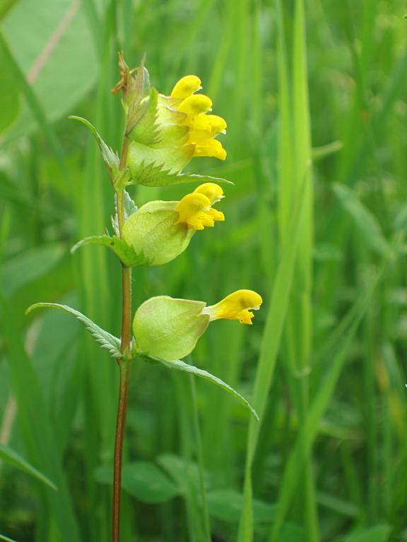 Yellow Rattle (Rhinanthus crista-galli) on Pilot Ridge in New Hampshire