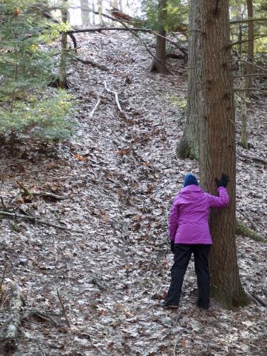 trail in April at Litchfield State Forest in southern New Hampshire