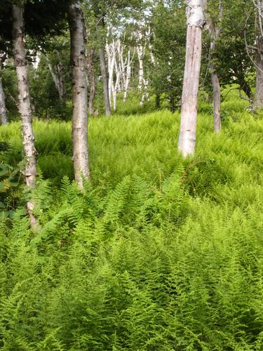 patch of ferns in the woods on the buwhshack to Little Mountain on the shoulder of Mount Kearsarge in New Hampshire