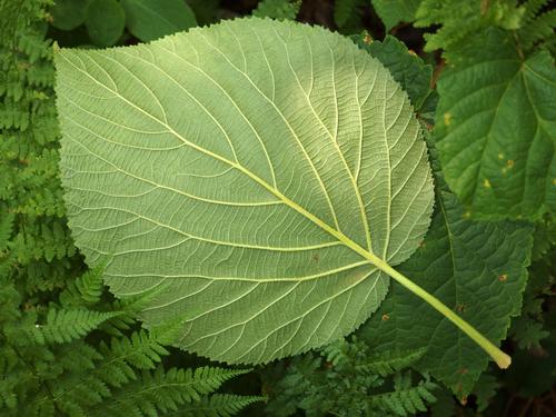 Hobblebush (Viburnum alnifolium) leaf in the woods on the way to Little Mountain in New Hampshire