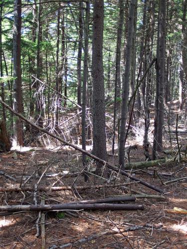 woods to bushwhack through on the way to Little Mountain in New Hampshire