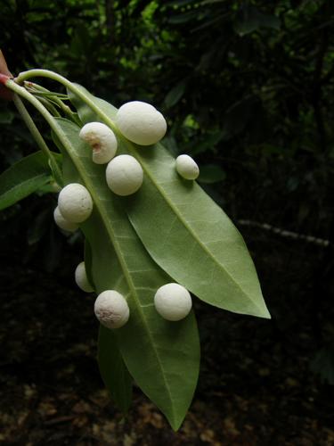 Azalea Gall (Exobasidium vaccinii)