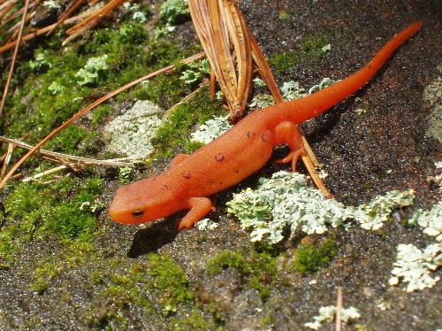 Red Eft