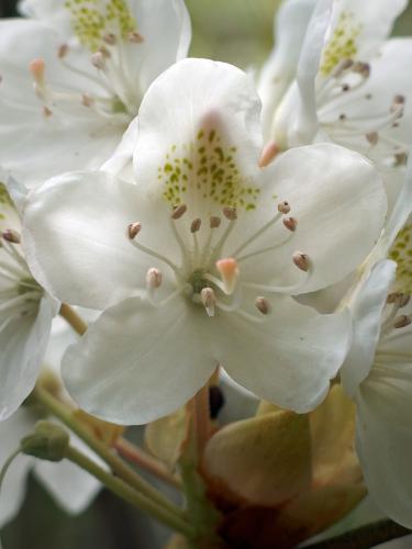 rhododendron at Little Monadnock Mountain in New Hampshire