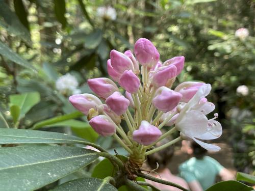 opening blossom in July at Rhododendron State Park in southern New Hampshire