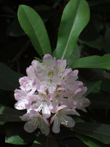 rhododendron