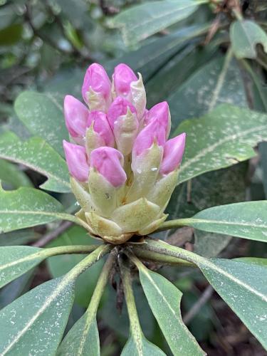 blossom just starting to open in July at Rhododendron State Park in southern New Hampshire