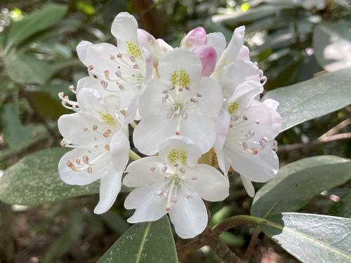 fully open blossom in July at Rhododendron State Park in southern New Hampshire