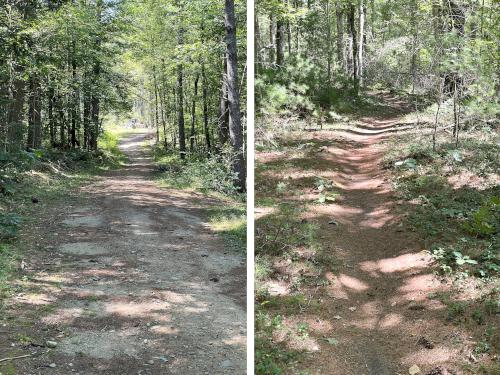 trails in August at Little Bear Trail at Bear Brook State Park in southern NH