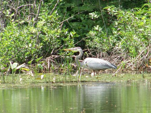 Great Blue Heron (Ardea herodias)