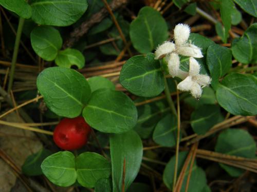 Partridge Berry (Mitchella repens)