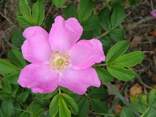 Rugosa Rose (Rosa rugosa)