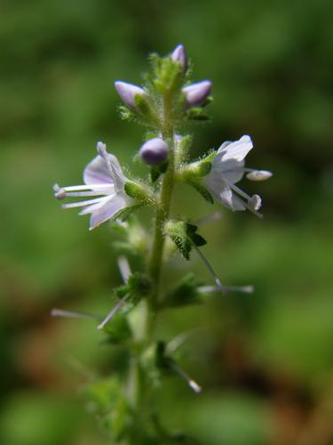 Common Speedwell (Veronica officinalis)