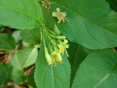 Bush Honeysuckle (Diervilla lonicera)