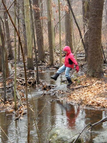 hiker in the swamp at Livingston Park in New Hampshire