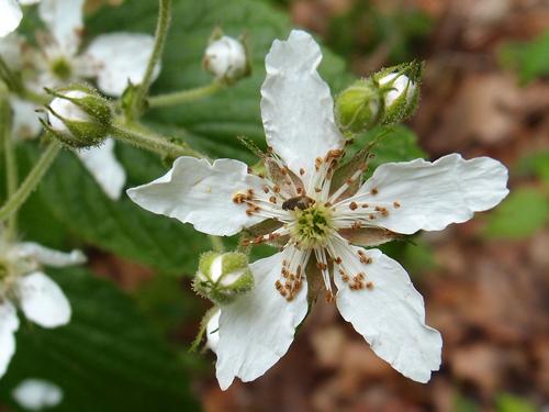 Highbush Blackberry (Rubus allegheniensis) flowers on Lockes Hill in New Hampshire