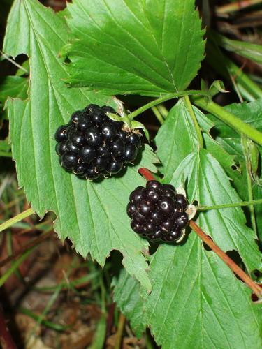 Highbush Blackberry