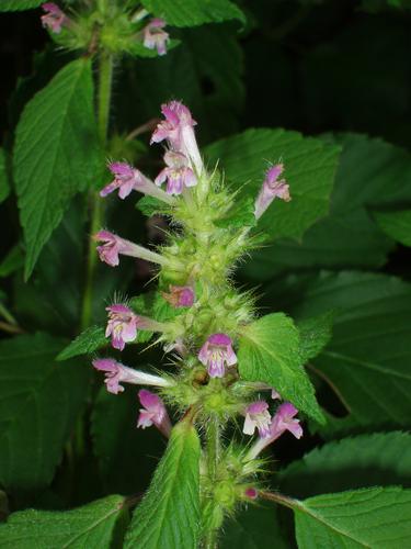 Hairy Wood Mint flower