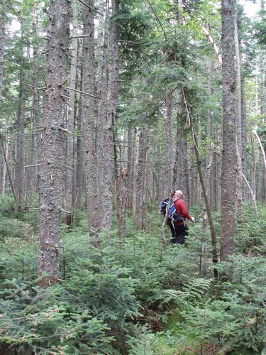 bushwhack to Long Mountain in New Hampshire