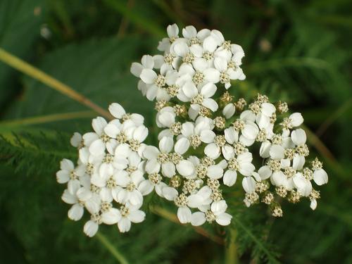 Yarrow flower