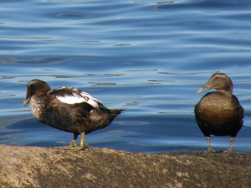 Common Eider