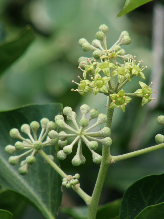 English Ivy (Hedera helix) in September at Rockport in eastern Massachusetts