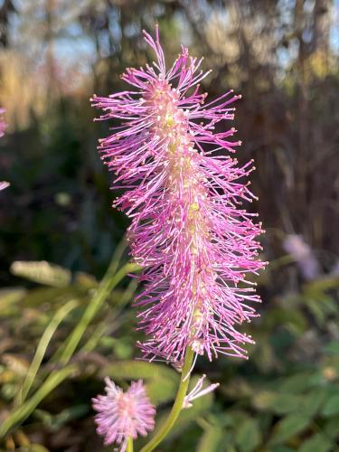 flower in November at Long Hill in northeast Massachusetts