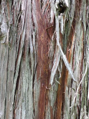 Atlantic White Cedar (Chamaecyparis thyoides) at Loverens Mill Preserve in southern New Hampshire