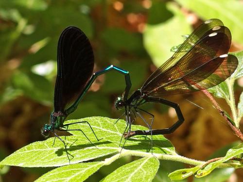 dragonfly pair in June at Loverens Mill Preserve in southern New Hampshire